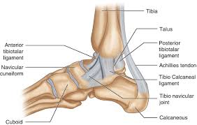Ankle Joint Ligament