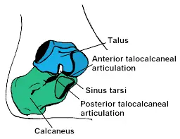 subtalar joint function