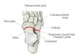 subtalar joint structure