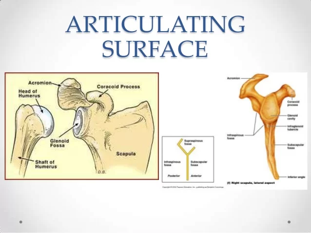 Articulating surface of shoulder joint