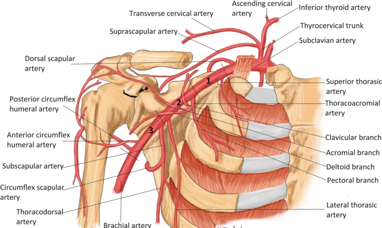 Blood supply of the Shoulder joint