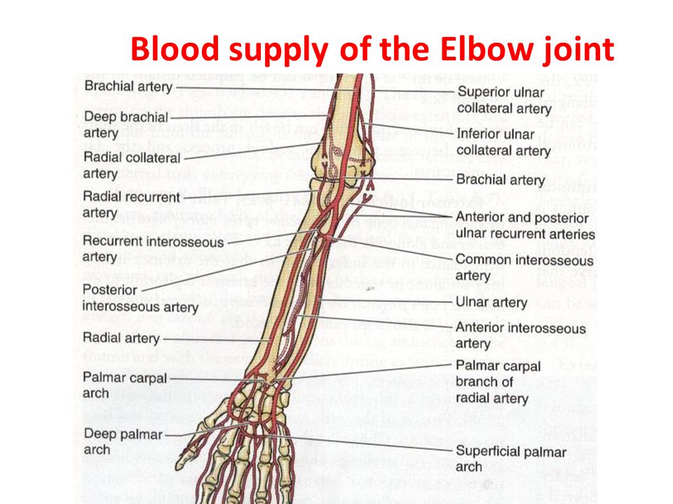 Blood supply of the Elbow joint