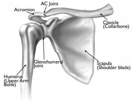 Bones and Joints of Shoulder Joint