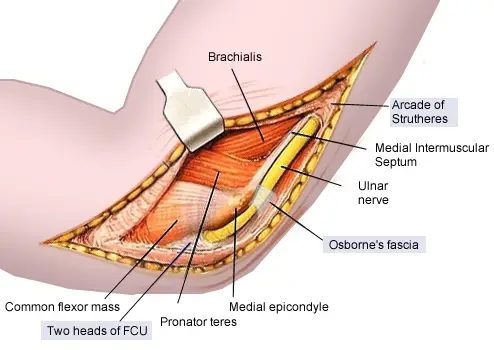 Elbow joint Anatomy Cubital Tunnel