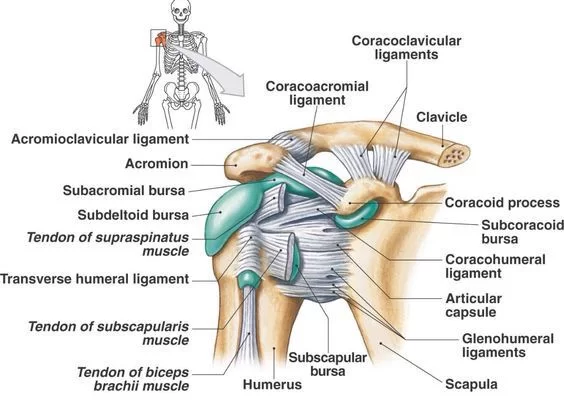 Ligaments and bursa of the joint