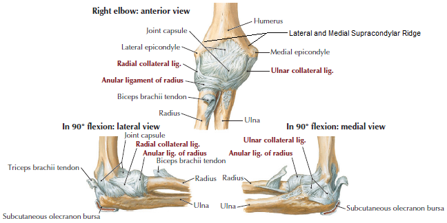 Elbow Joint Anatomy Function Mobile Physiotherapy Clinic 2022
