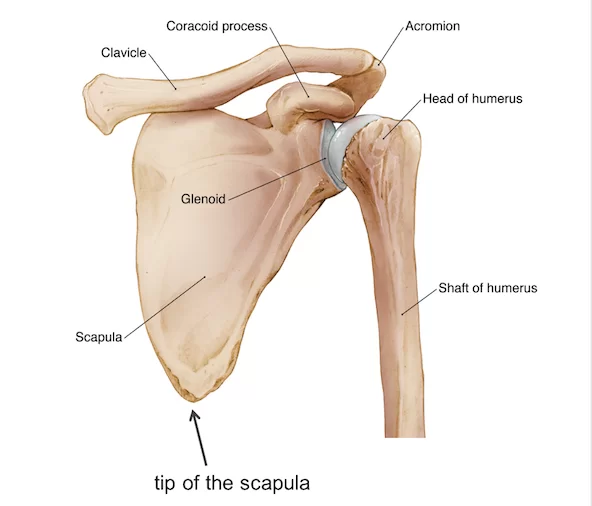 Normal anatomy of shoulder joint – Bones
