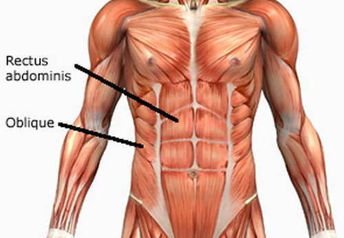 Rectus abdominus muscle(six pack)