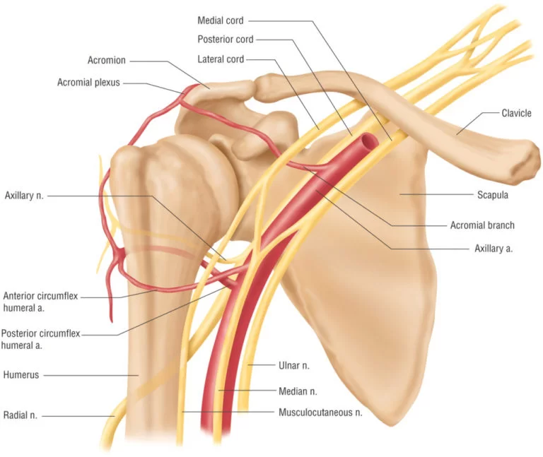 Shoulder Nerves Anatomy