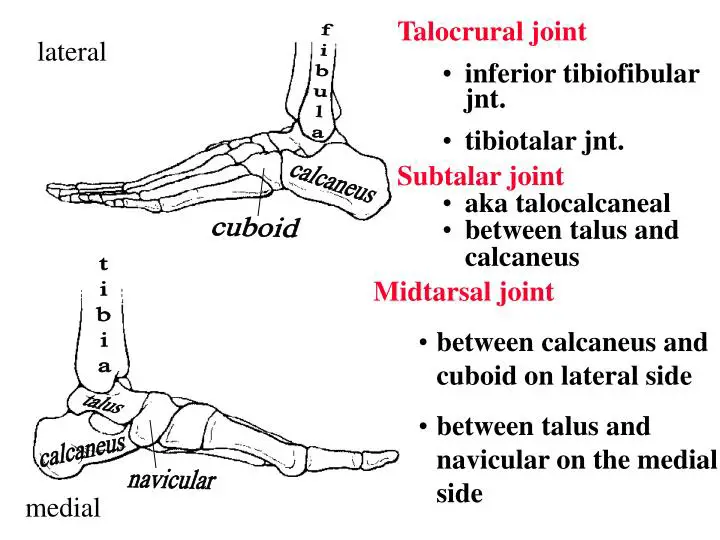 Talocrural and Subtalar Joints