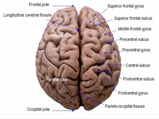 cerebrum anatomy