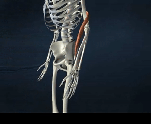 Brachioradialis muscle Anatomy, Origin, Insertion, Function