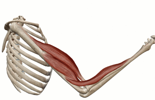 Elbow joint : Anatomy, Function - Mobile Physiotherapy Clinic
