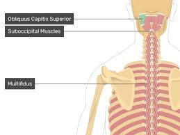 obliquus capitis superior muscle