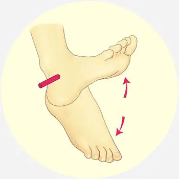 plantar flexion of the foot at the ankle
