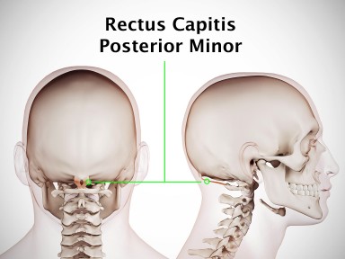 rectus capitis posterior minor