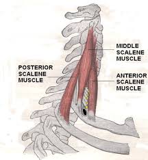 scalene medial muscle