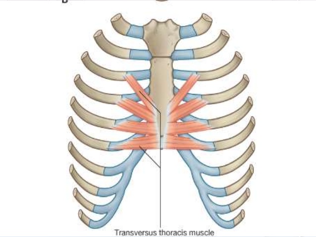 transverse thoracic muscle