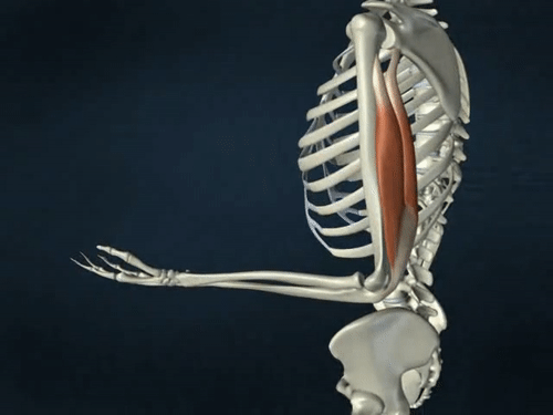 The Triceps Brachii muscle