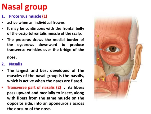 Nasal group
