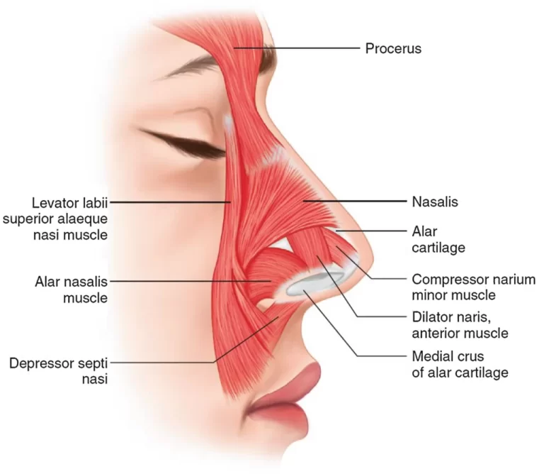 Nasalis muscle: Anatomy, Origin, Insertion, Function, Exercise