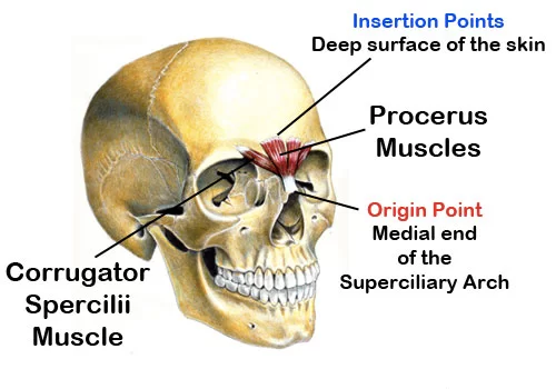 Procerus Muscle