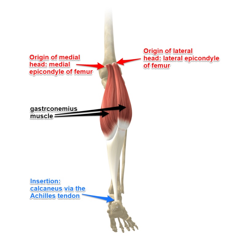 Muscle of ankle and intex - Mobile Physiotherapy Clinic