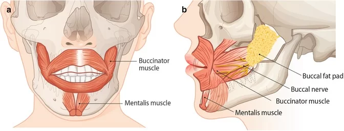 Buccinator muscle