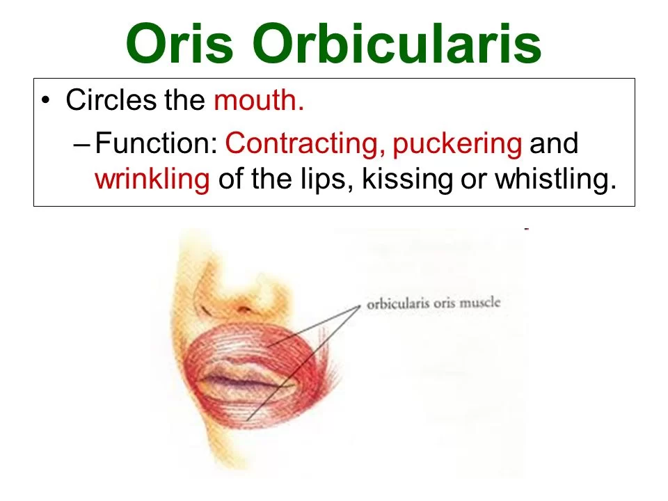 FUNCTIONS OF ORBICULARIS ORIS MUSCLE