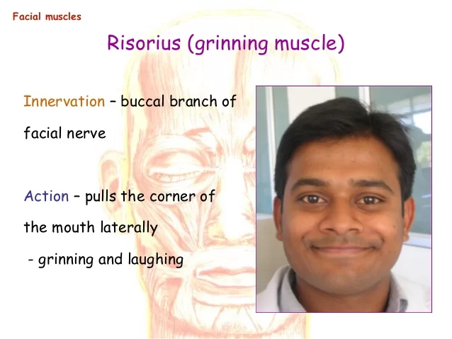 Risorius Muscle Action