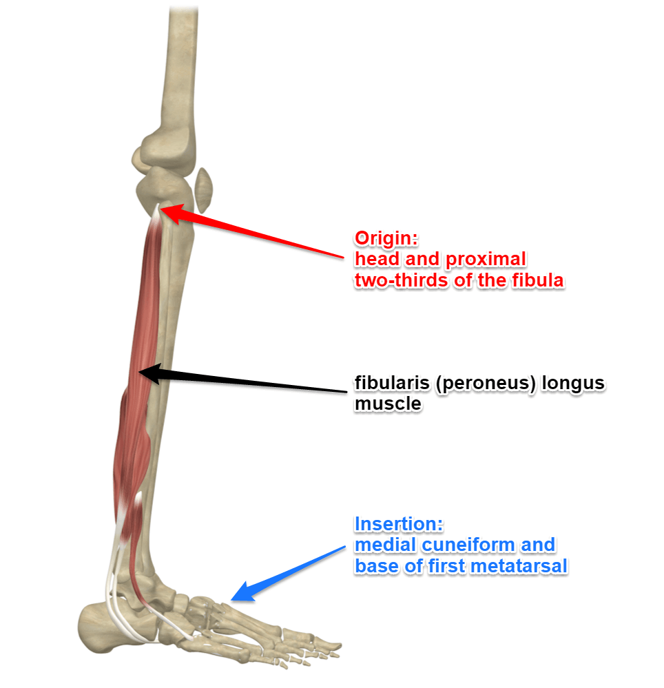 Peroneus Longus Muscle Action