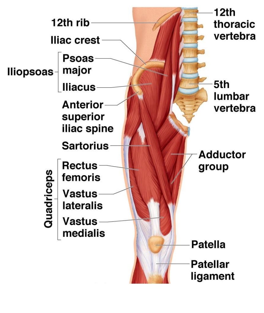 Anatomy of Thigh
