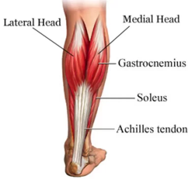 GoFlex Gym - On the back of the lower leg, the calf muscle is made up of  two muscles: The gastrocnemius is the more significant calf muscle, forming  the bulge visible beneath