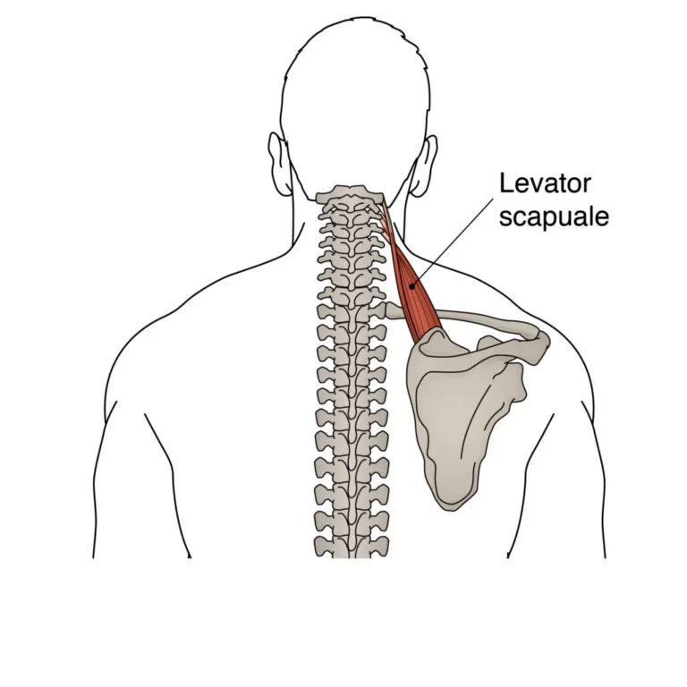 Levator Scapulae Muscle