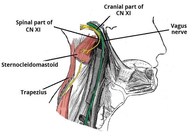 STERNOCLEIDOMASTOID - Mobile Physiotherapy Clinic Ahmedabad Gujarat