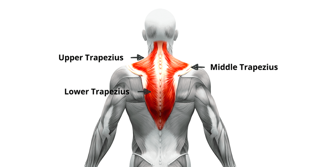 Section of Trapezius