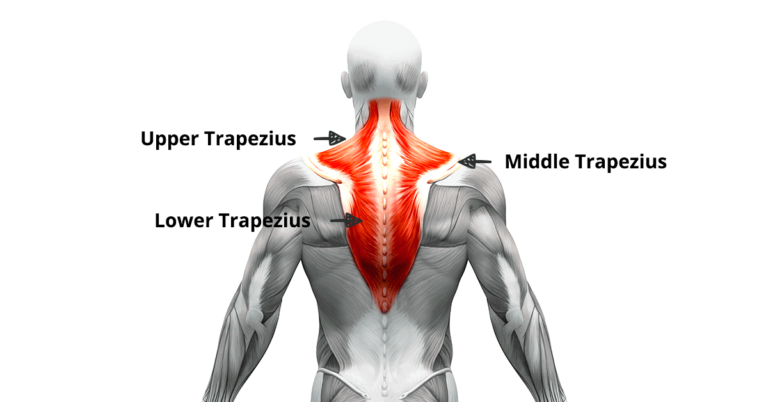 Shoulder Shrug Exercise Muscles Worked Health Benefits How To Do   Trapezius Muscle 4 768x402 