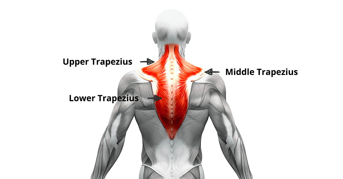 TRAPEZIUS MUSCLE - Mobile Physiotherapy Clinic