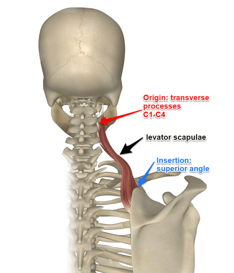 The Levator Scapulae Muscle Origin Insertion Action Function