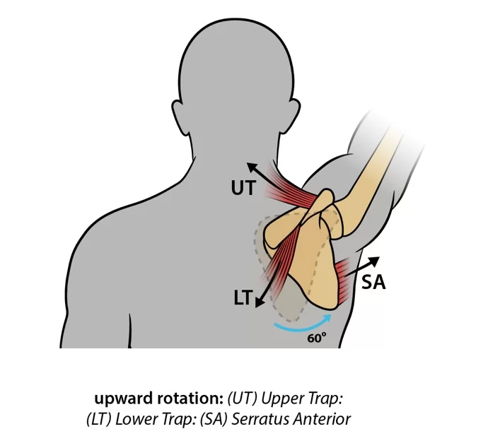 levator scapulae muscle Function