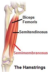 Semimembranosus Muscle: Anatomy, Origin, Insertion, Function, Exercise