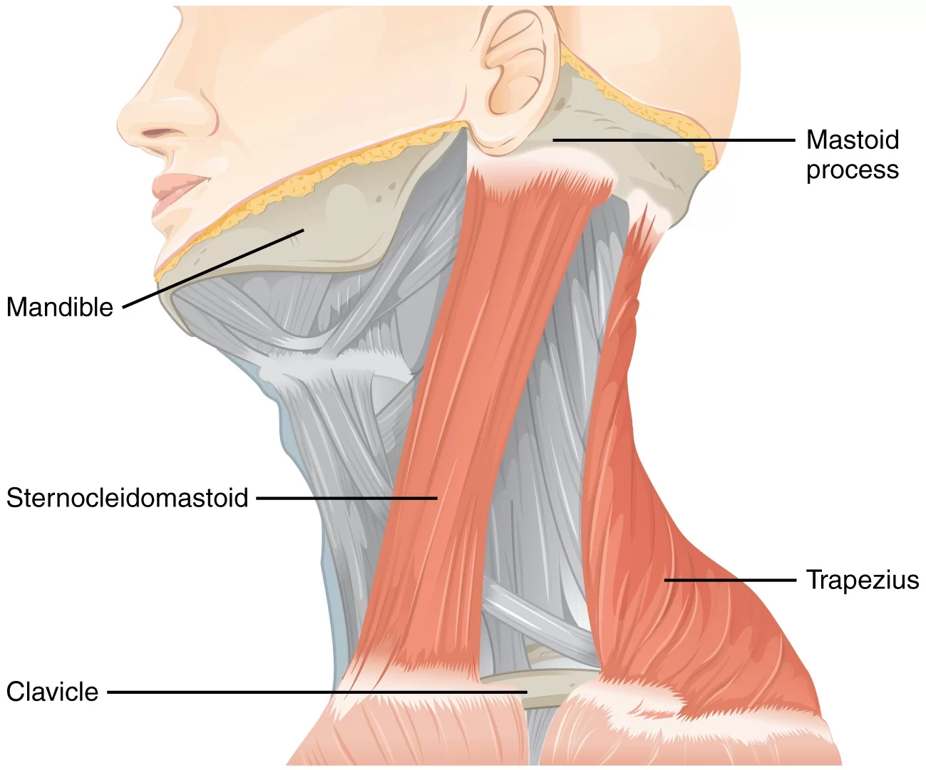 Sternocleidomastoid Muscle SCM Muscle Anatomy Function