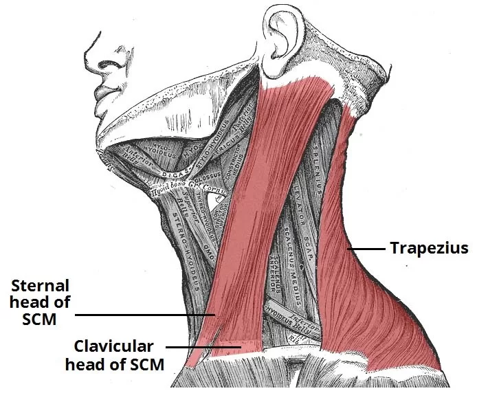 Sternocleidomastoid Muscle SCM Muscle Anatomy Function