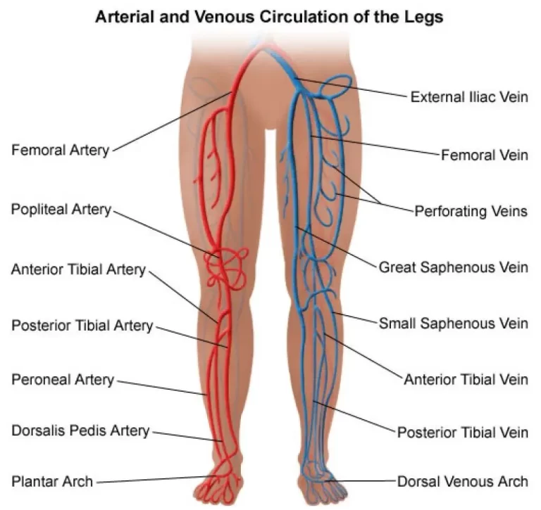Anatomy Of Veins In Legs