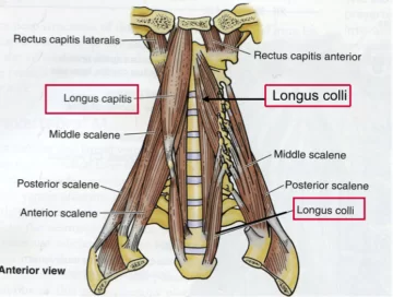 Deep Cervical Flexors muscle