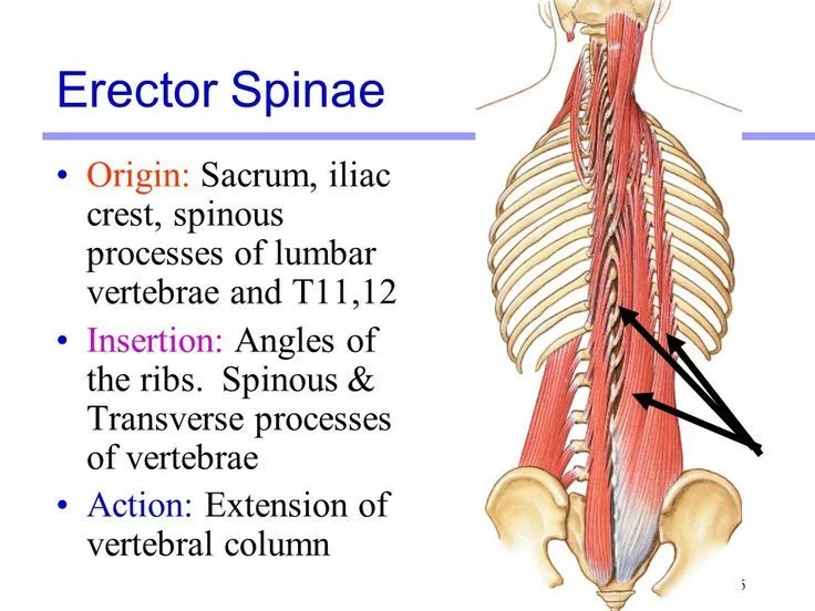 Erector Spinae Muscle Anatomy