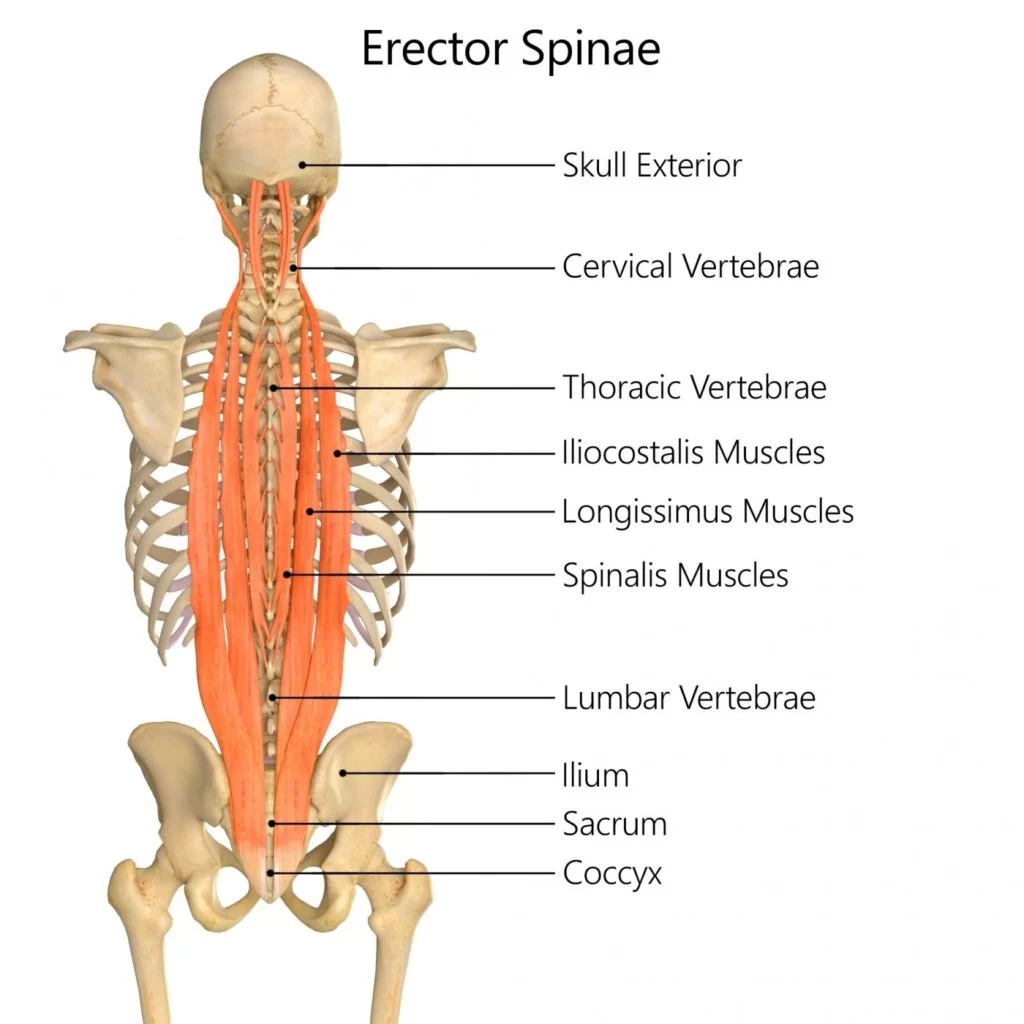Erector Spinae muscle