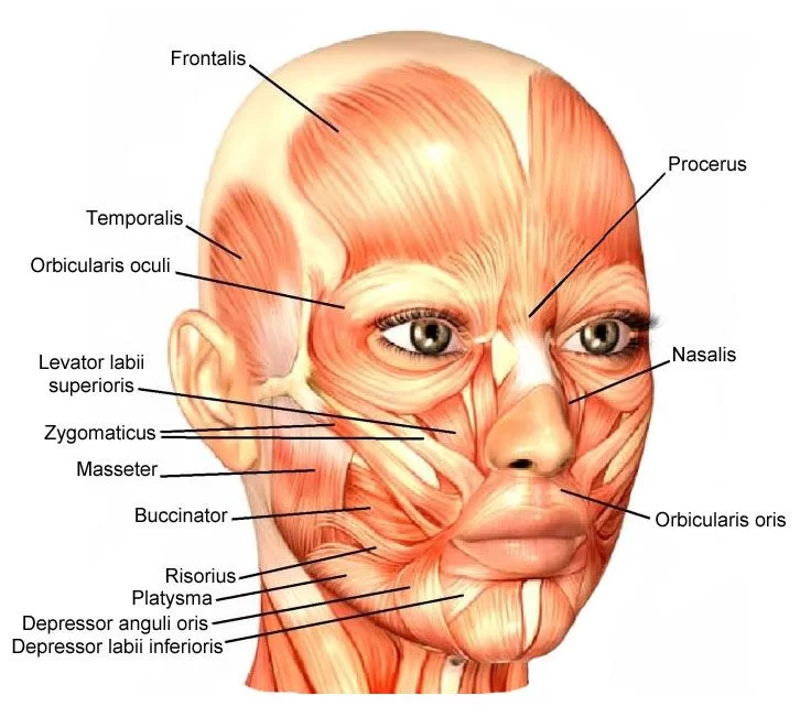 Facial Muscle List