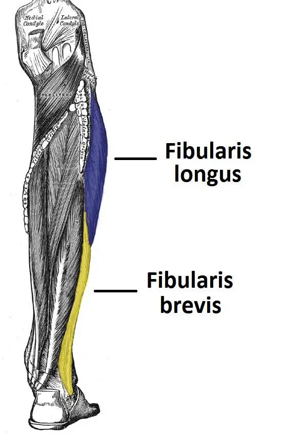 Muscles in the Lateral Compartment of the Leg