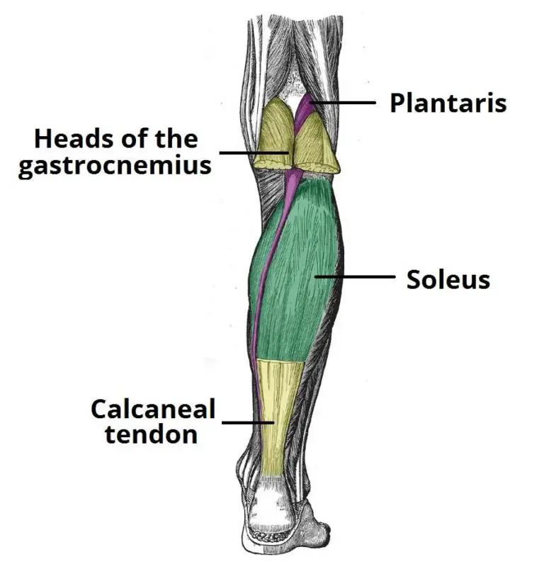 Muscles in the Posterior Compartment of the Leg